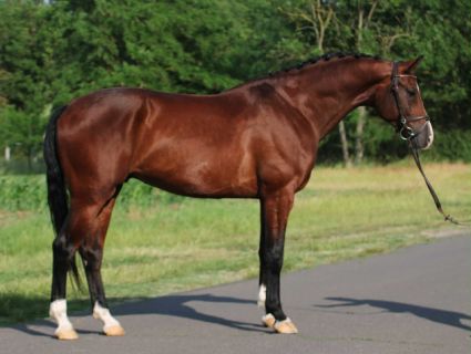 Eladó családi hobbi ló