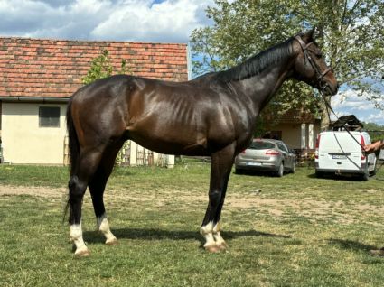 Elad� 4 �ves angol teliv�r her�lt 