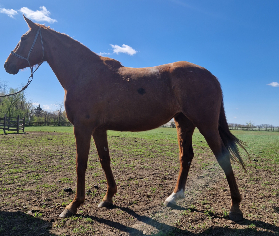Elad� 4 �ves gidr�n kanca 