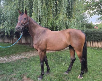 Elad� 11 �ves hannoveri her�lt 