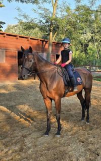 Elad� 11 �ves hannoveri her�lt 
