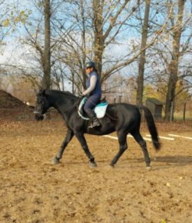 Elad� 11 �ves n�niusz her�lt 
