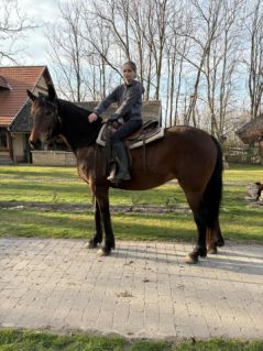 Elad� 7 �ves kisb�ri f�lv�r kanca 