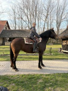 Elad� 7 �ves kisb�ri f�lv�r kanca 