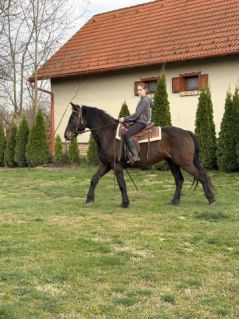 Elad� 6 �ves magyar f�lv�r her�lt 