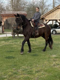Elad� 6 �ves magyar f�lv�r her�lt 