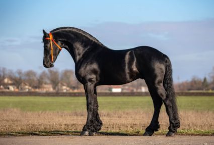 Elad� 6 �ves fr�z m�n 