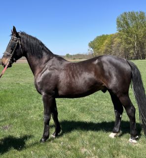 Elad� 4 �ves furioso her�lt 