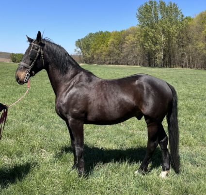 Elad� 4 �ves furioso her�lt 