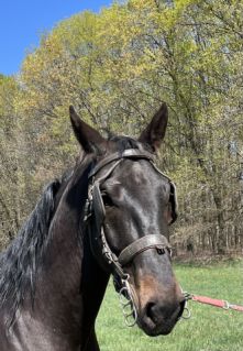 Elad� 4 �ves furioso her�lt 