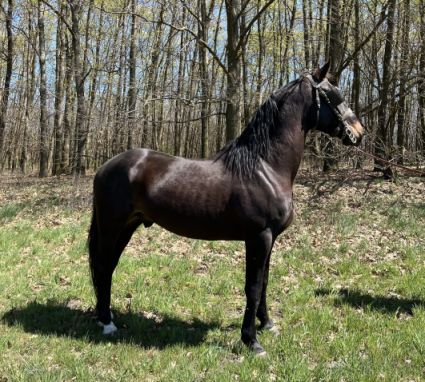 Elad� 4 �ves furioso her�lt 