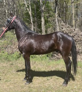 Elad� 4 �ves furioso her�lt 