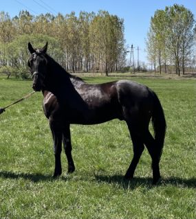 Elad� 4 �ves furioso her�lt 