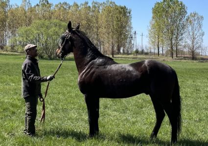 Elad� 4 �ves furioso her�lt 