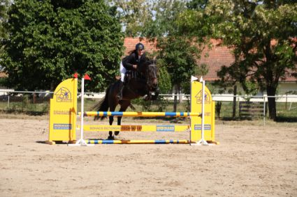 Elad� 15 �ves magyar sportl� kanca 