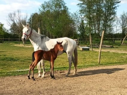Elad� 11 �ves magyar sportl� kanca 