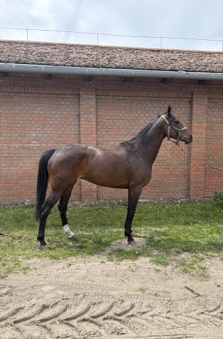 Elad� 6 �ves angol teliv�r kanca 