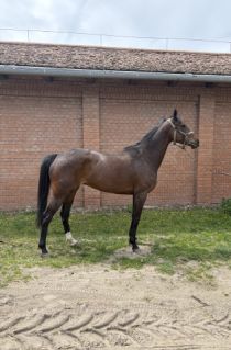 Elad� 6 �ves angol teliv�r kanca 