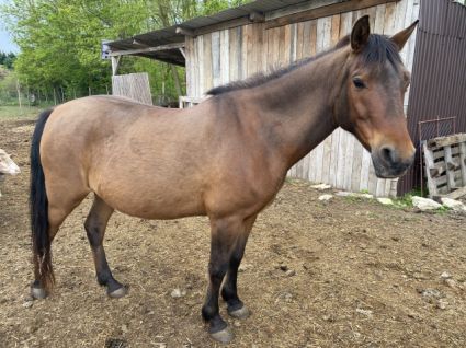 Elad� 10 �ves hucul kanca 
