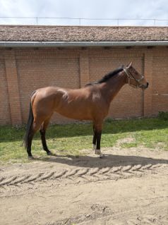 Elad� 5 �ves angol teliv�r kanca 