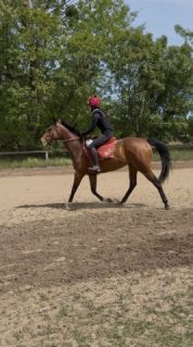 Elad� 5 �ves angol teliv�r kanca 
