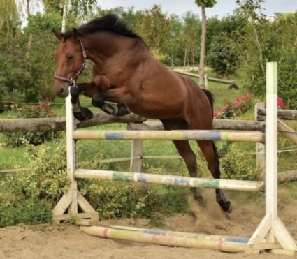 Elad� 13 �ves magyar sportf�lv�r her�lt 