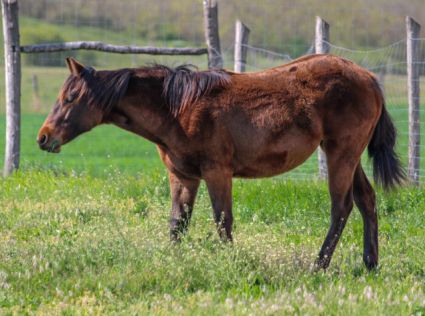 Elad� 11 h�napos quarter horse kanca 