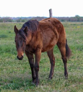 Elad� 11 h�napos quarter horse kanca 