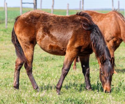 Elad� 11 h�napos quarter horse kanca 