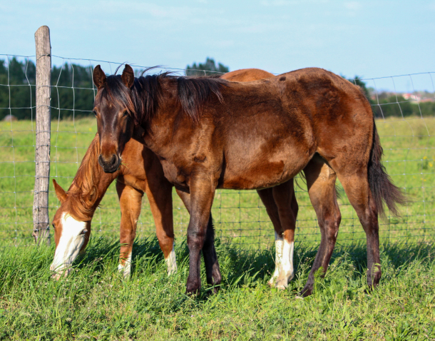 Elad� 11 h�napos quarter horse kanca 
