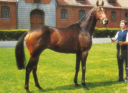 Lauries Crusador xx sperma