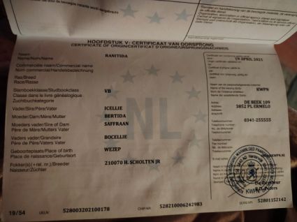 Elad� 5 �ves holland sportl�/KWPN kanca 