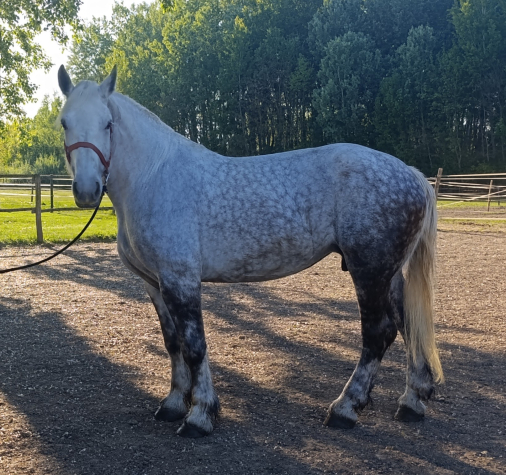 Elad� 7 �ves percheron kanca 