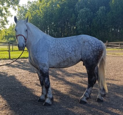 Elad� 7 �ves percheron kanca 