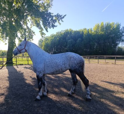Elad� 7 �ves percheron kanca 