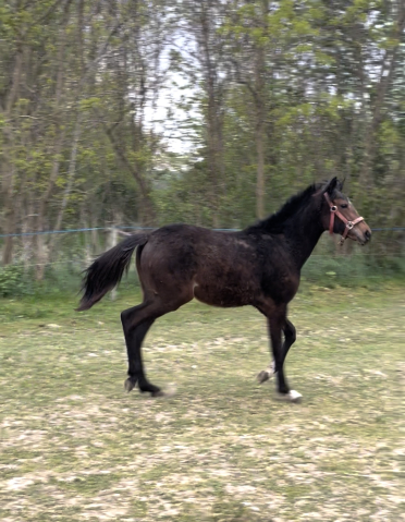 Elad� 1 �ves angol teliv�r kanca 
