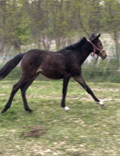 Elad� 1 �ves angol teliv�r kanca 