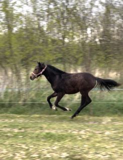 Elad� 1 �ves angol teliv�r kanca 