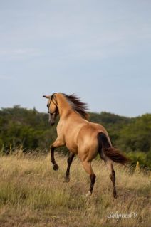 Elad� 4 �ves quarter horse kanca 