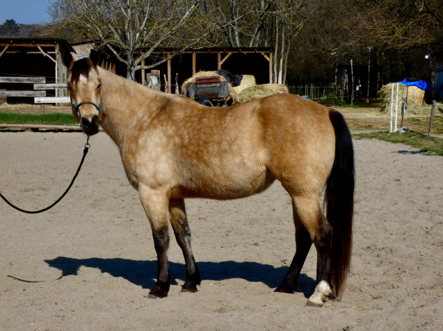 Elad� 4 �ves quarter horse kanca 