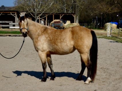 Elad� 4 �ves quarter horse kanca 