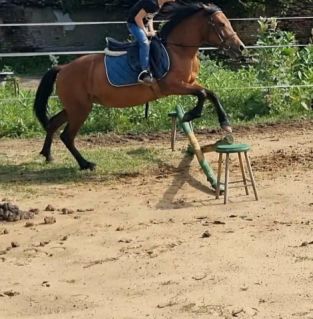 Elad� 6 �ves hucul kanca 