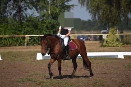 Elad� 6 �ves hucul kanca 
