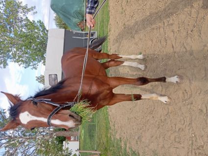Elad� 10 h�napos magyar sportl� m�n 