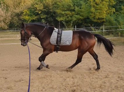 Elad� 8 �ves �get� her�lt 
