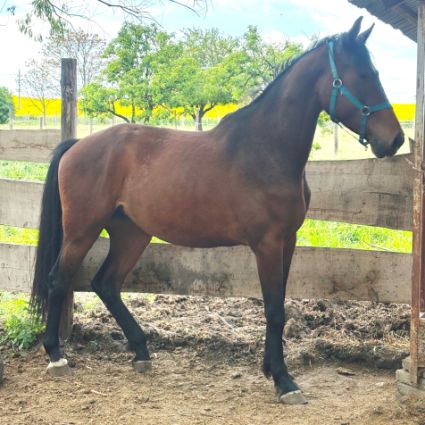 Elad� 3 �ves magyar sportl� kanca 