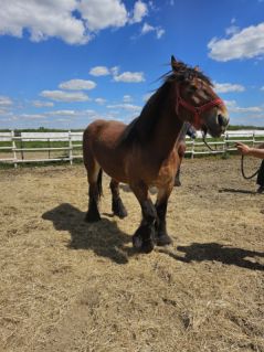 Elad� 7 �ves belga hidegv�r� kanca 