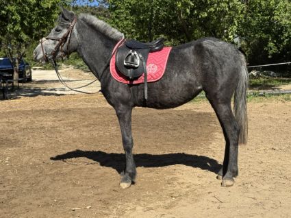 Elad� 4 �ves sportp�ni kanca 