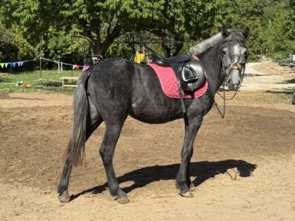Elad� 4 �ves sportp�ni kanca 