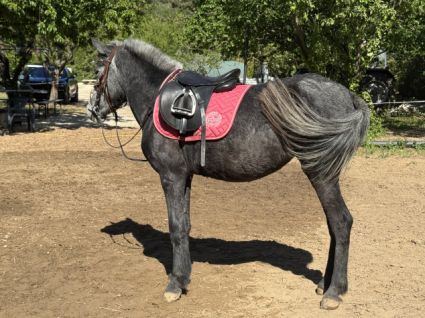 Elad� 4 �ves sportp�ni kanca 